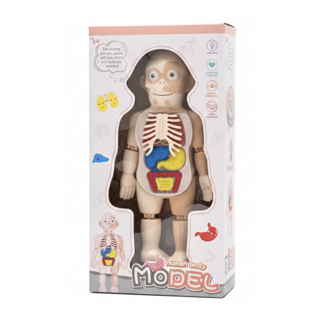 Cuerpo Humano Desmontable con Pinza 3