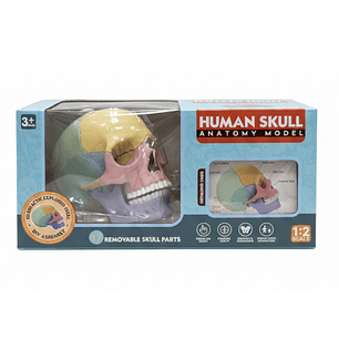Cráneo Humano Anatómico