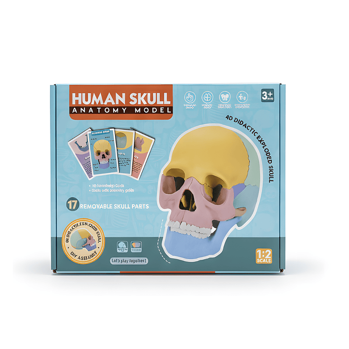 Cráneo Humano Anatómico Desmontable 1