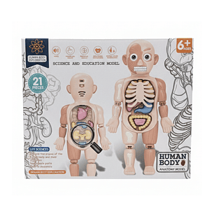 Molde del Cuerpo Humano con Sonido