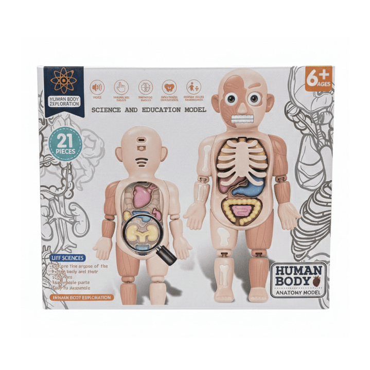 Molde del Cuerpo Humano con Sonido 2