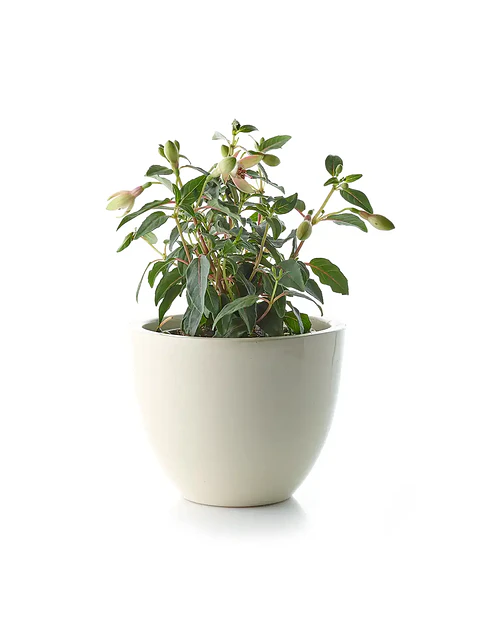 Demo - Set de plantas de interior