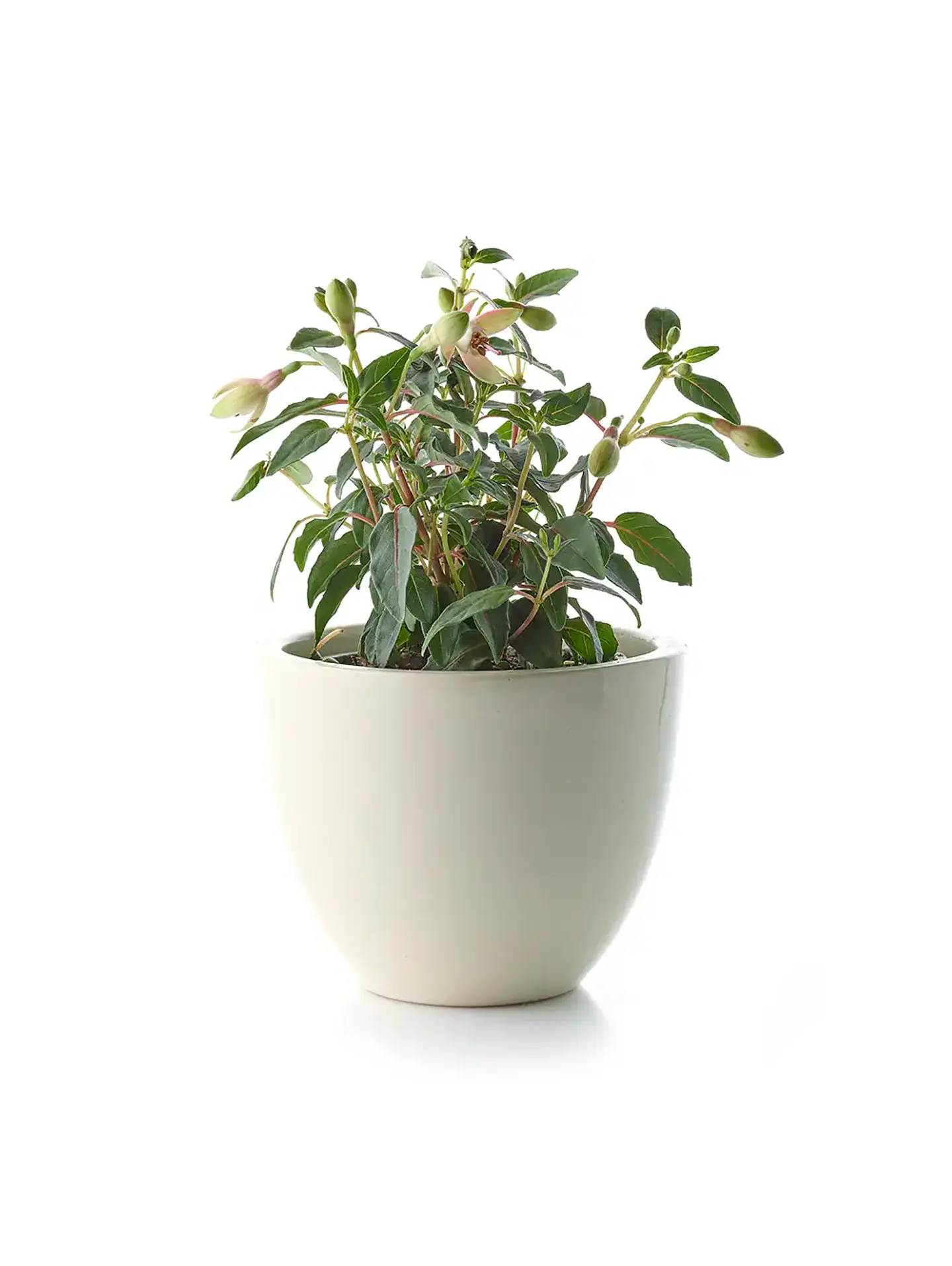 Demo - Set de plantas de interior 1