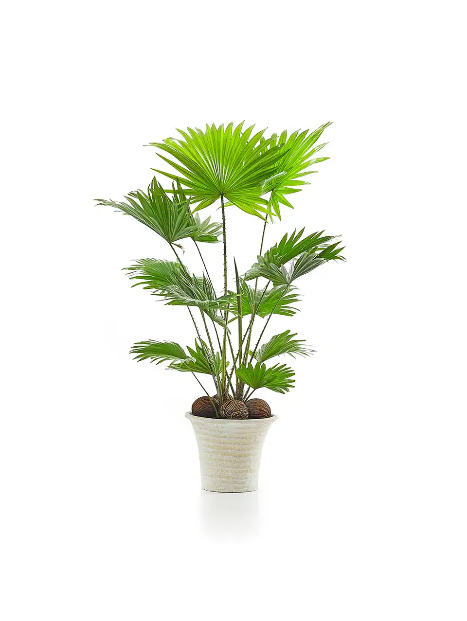 Demo - Set de plantas de interior 3