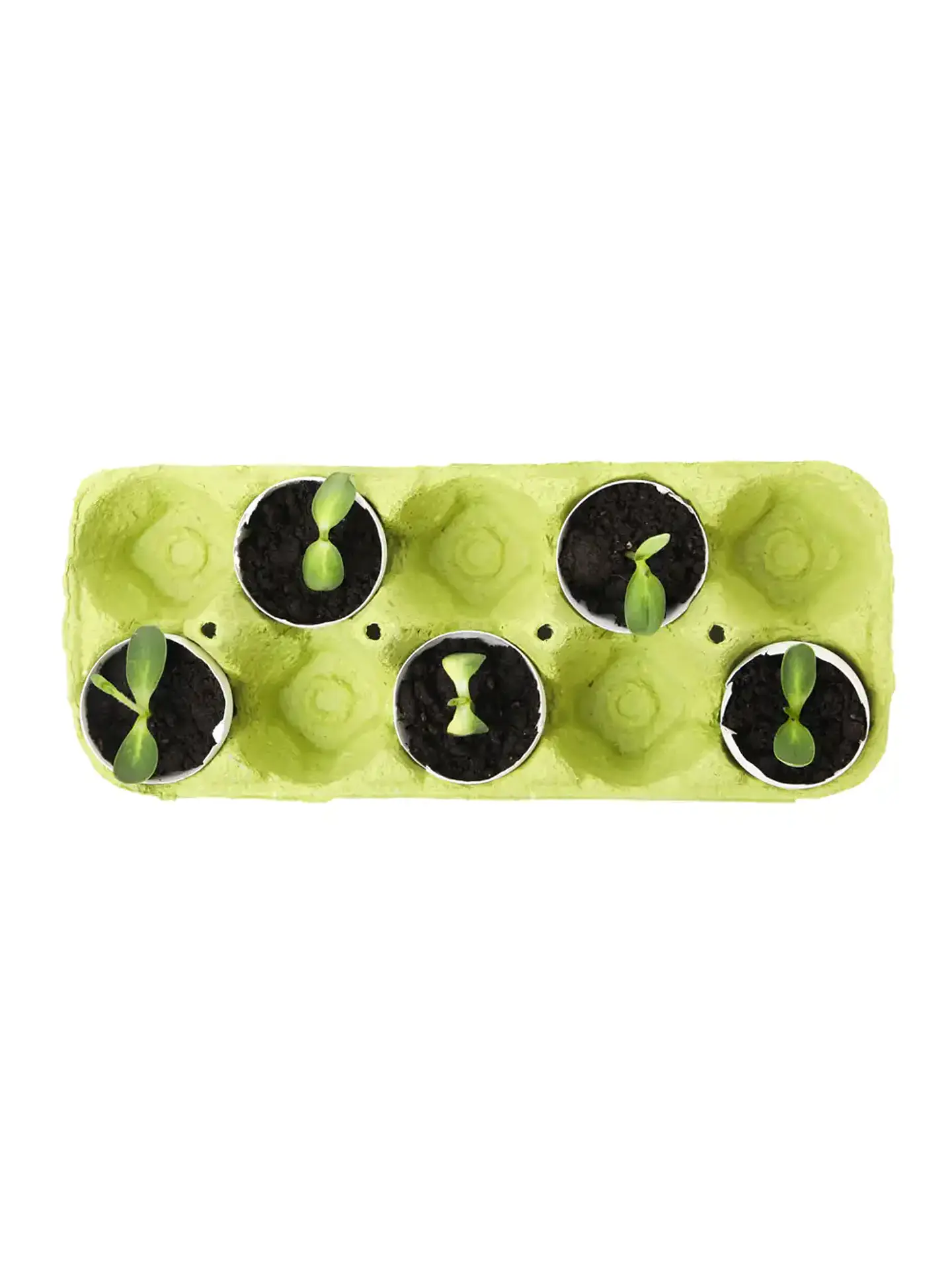 Kit de inicio de semillas de demostración 3