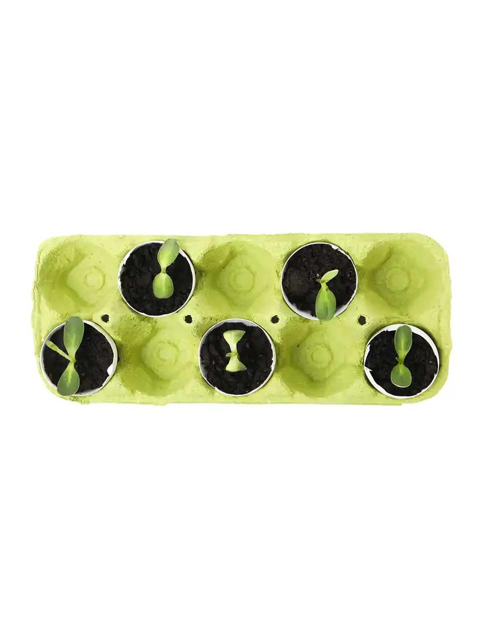 Kit de inicio de semillas de demostración 3