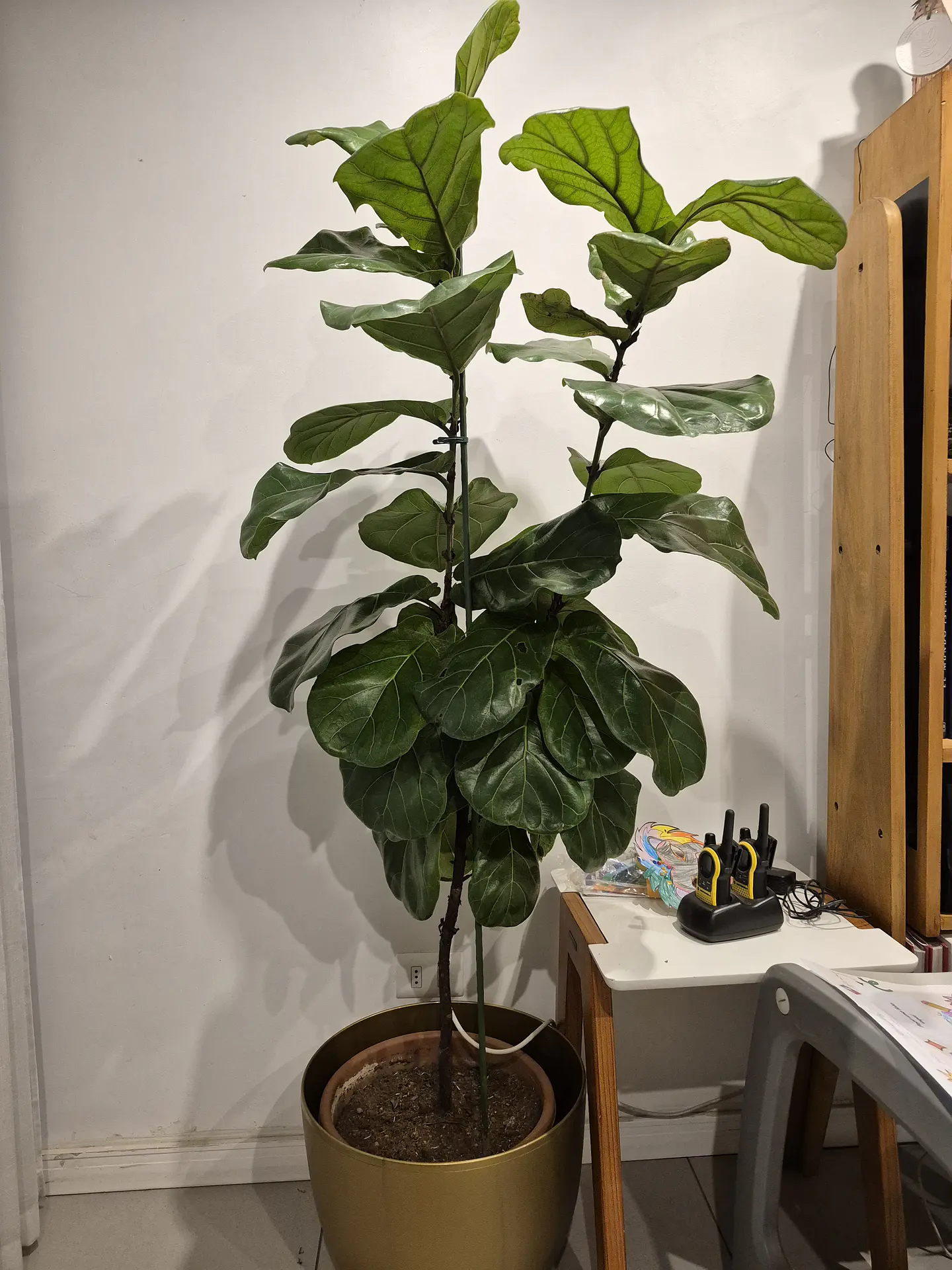 Ficus Lyrata XXL – Ejemplar de Colección 🌿 1