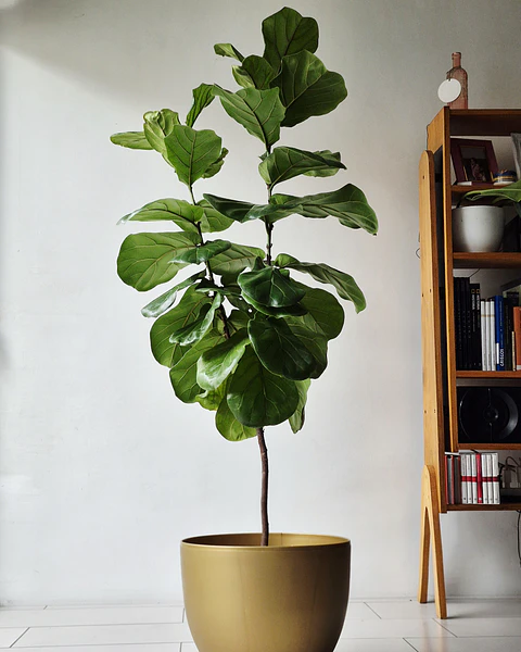 Ficus Lyrata (XXL) – Ejemplar de Colección 🌿