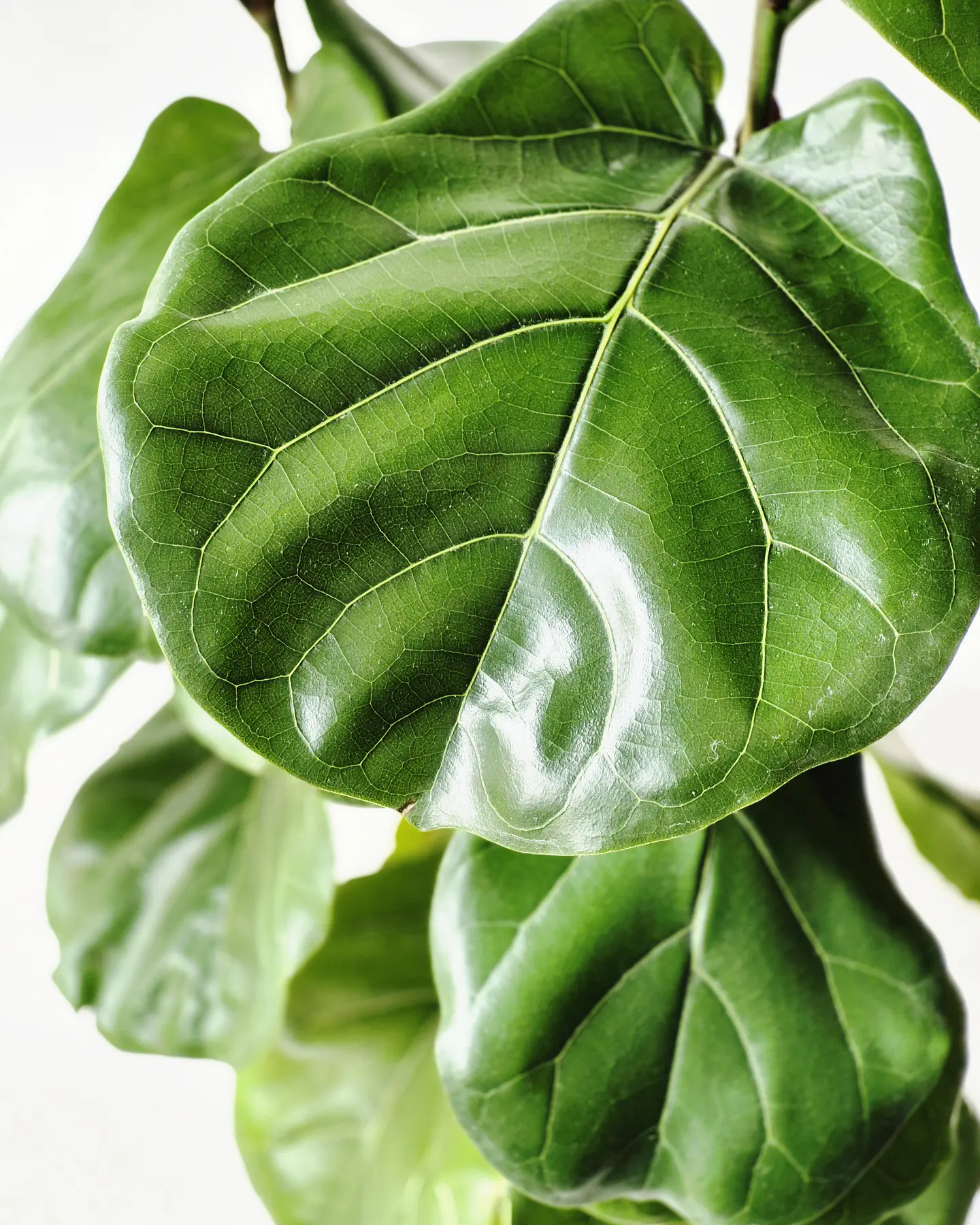 Ficus Lyrata (XXL) – Colección Ágora🌿 2