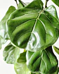 Ficus Lyrata (XXL) – Colección Ágora🌿 - Miniatura 2