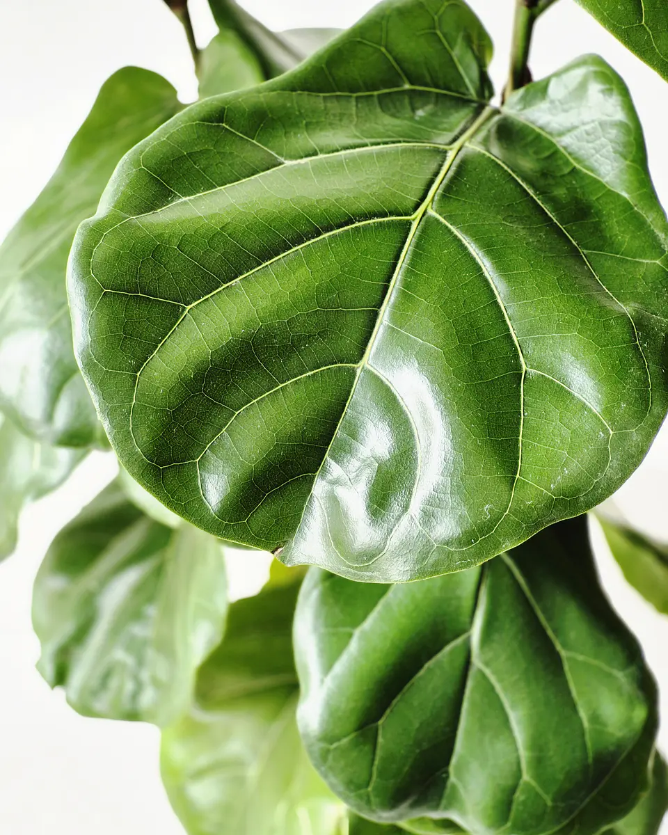 Ficus Lyrata (XXL) – Colección Ágora🌿 2