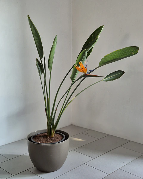 Strelitzia reginae (L)