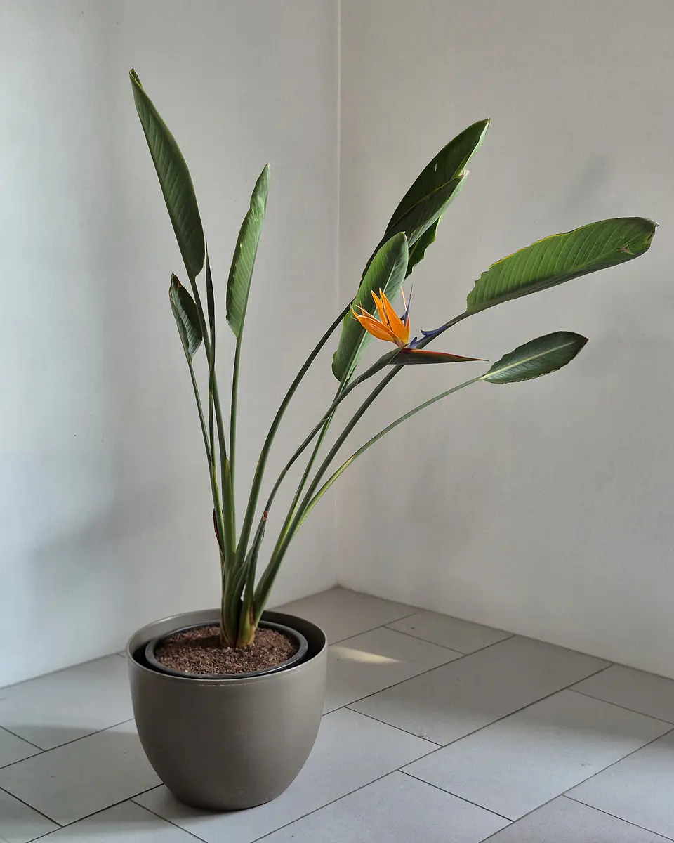 Strelitzia reginae (L) 1