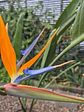 Strelitzia reginae (L) - thumbnail 2