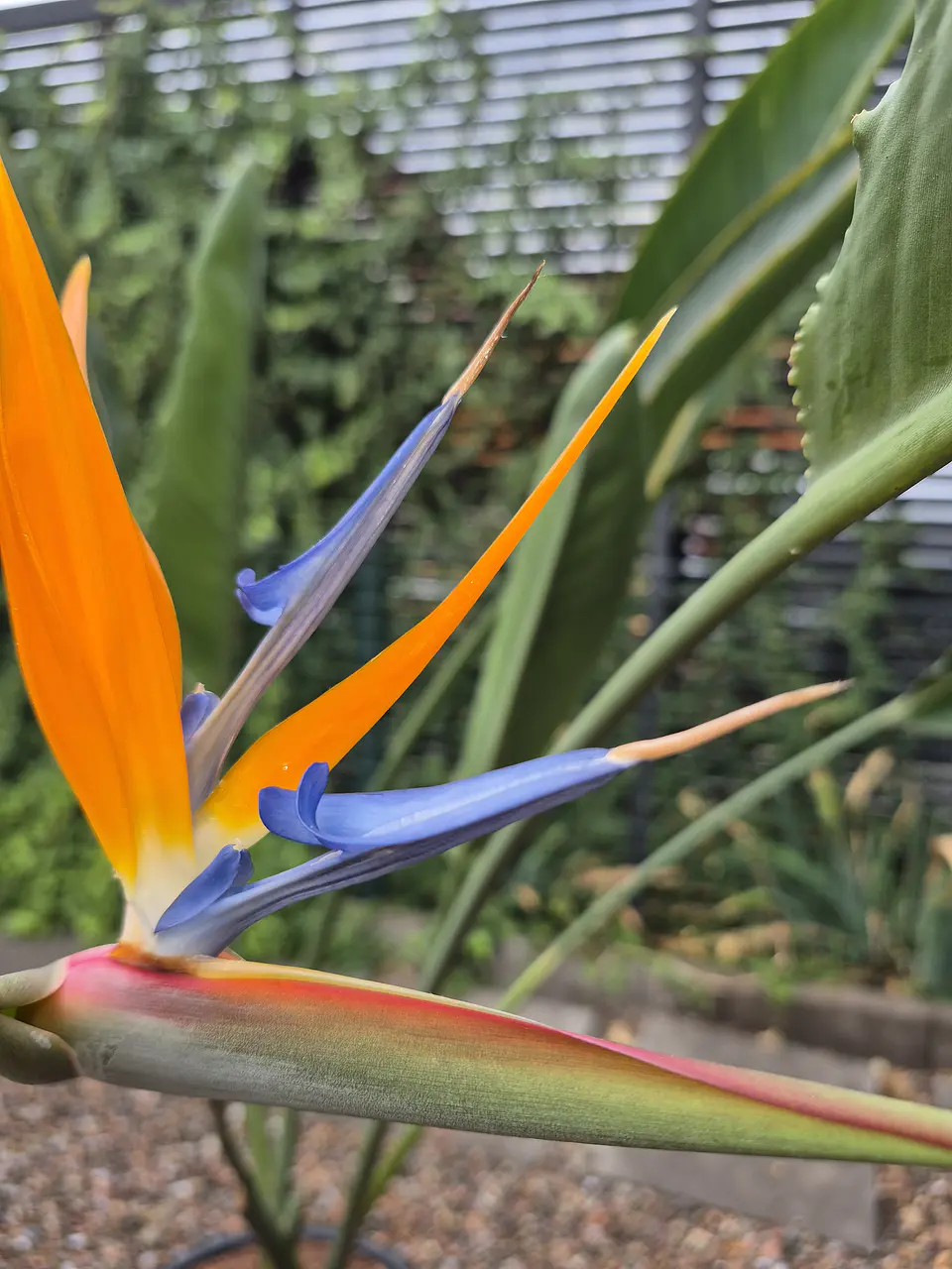 Strelitzia reginae (L) 2