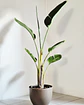 Strelitzia nicolai (XXL) – Ejemplar de Colección 🌿 - Miniatura 1