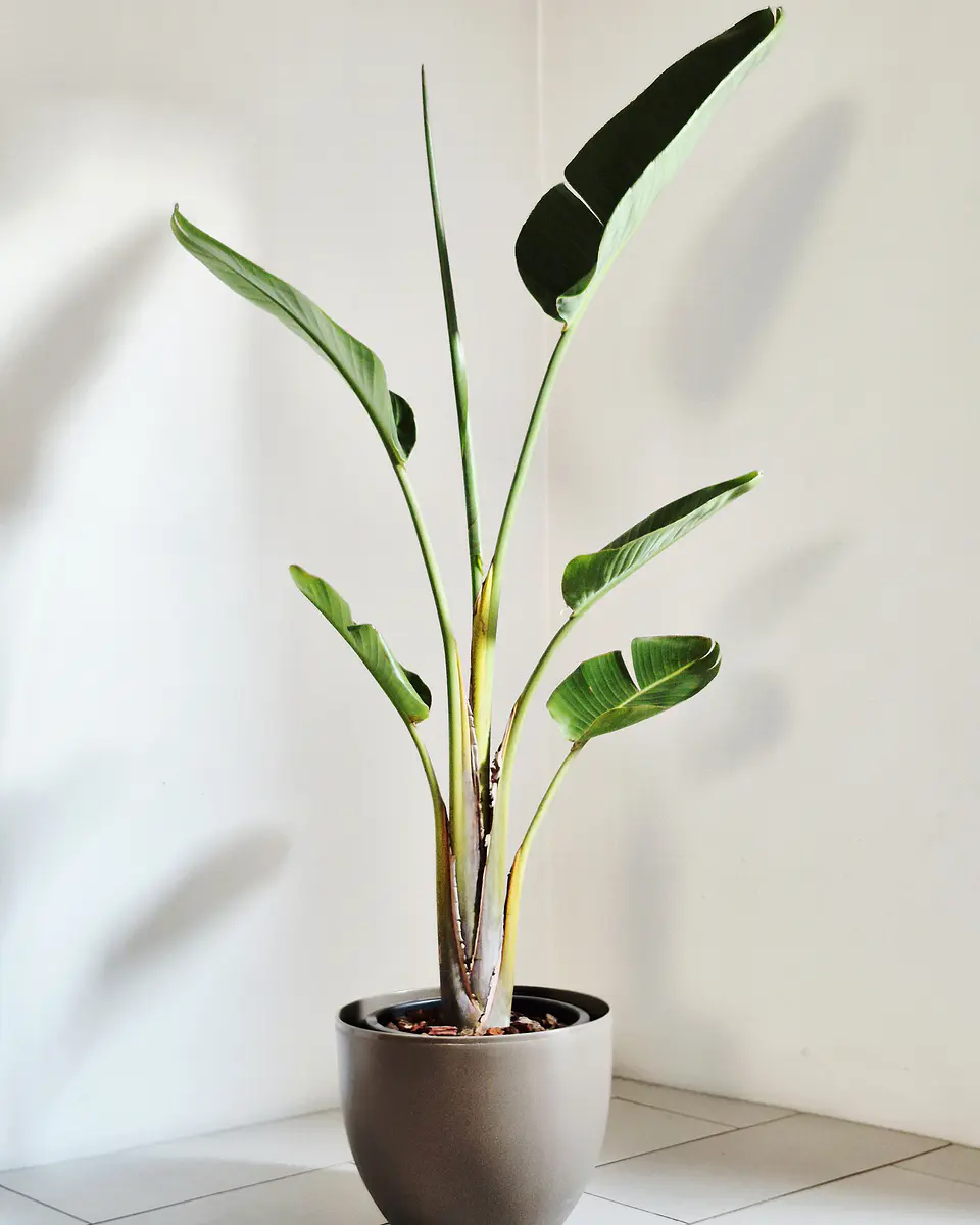Strelitzia nicolai (XXL) – Ejemplar de Colección 🌿 1