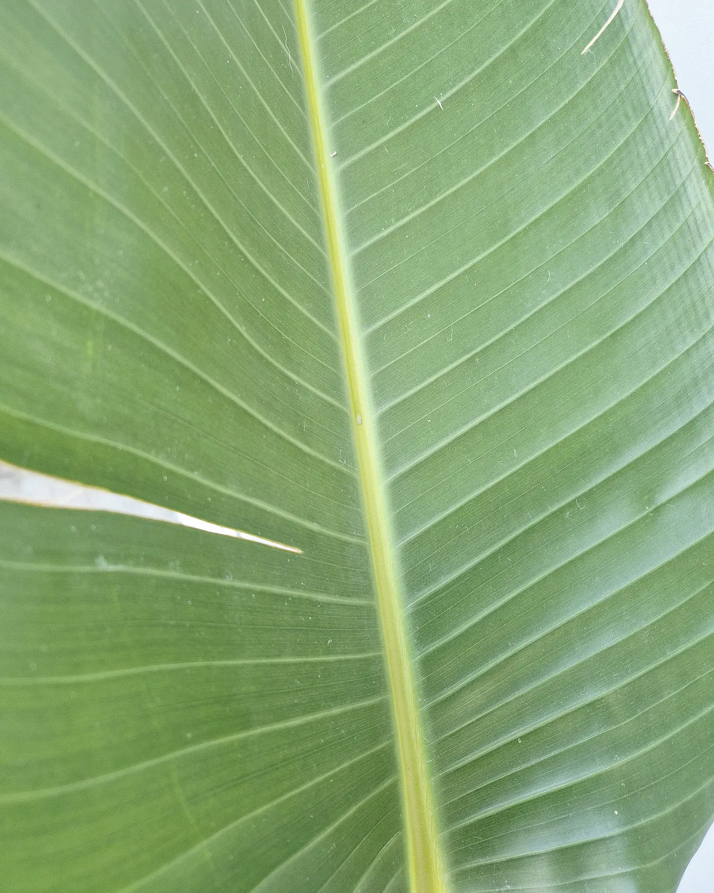 Strelitzia nicolai (XXL) – Ejemplar de Colección 🌿 2