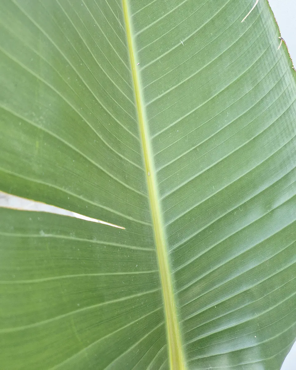 Strelitzia nicolai (XXL) – Ejemplar de Colección 🌿 2