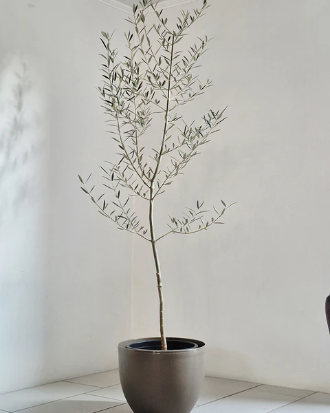 Olea europaea (XXL) – Ejemplar de Colección 🌿