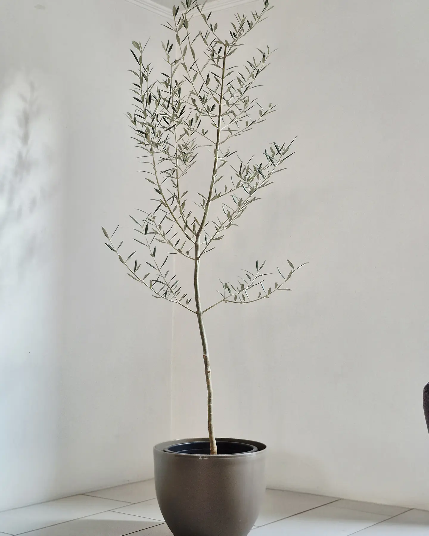 Olea europaea (XXL) – Ejemplar de Colección 🌿 1