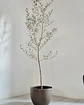 Olea europaea (XXL) – Ejemplar de Colección 🌿 - thumbnail 1