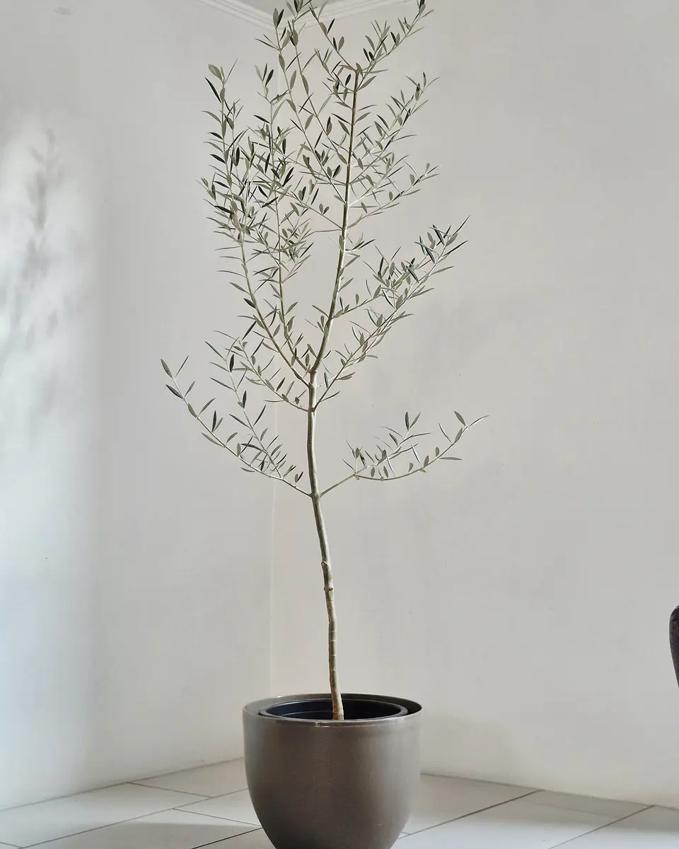 Olea europaea (XXL) – Ejemplar de Colección 🌿 1
