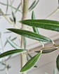 Olea europaea (XXL) – Ejemplar de Colección 🌿 - thumbnail 2