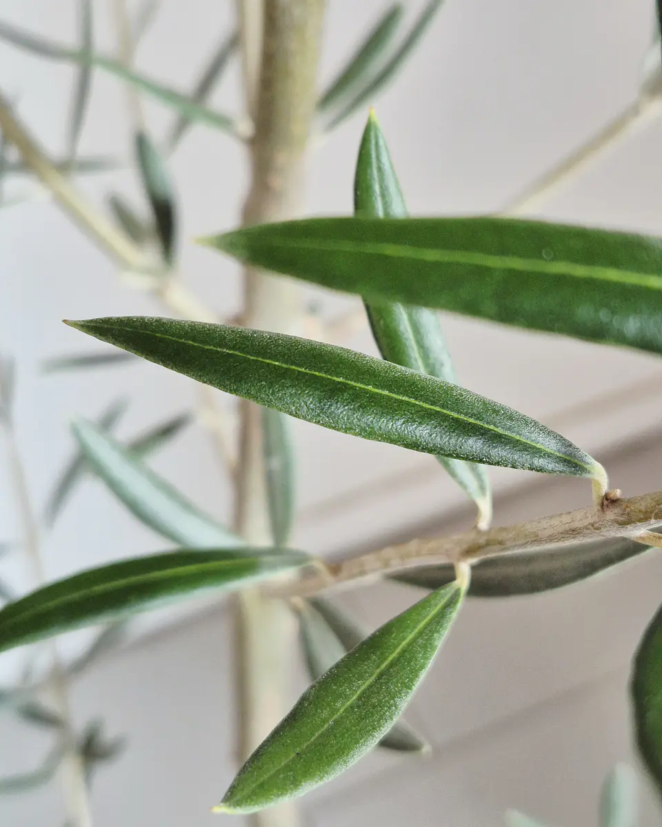 Olea europaea (XXL) – Ejemplar de Colección 🌿 2