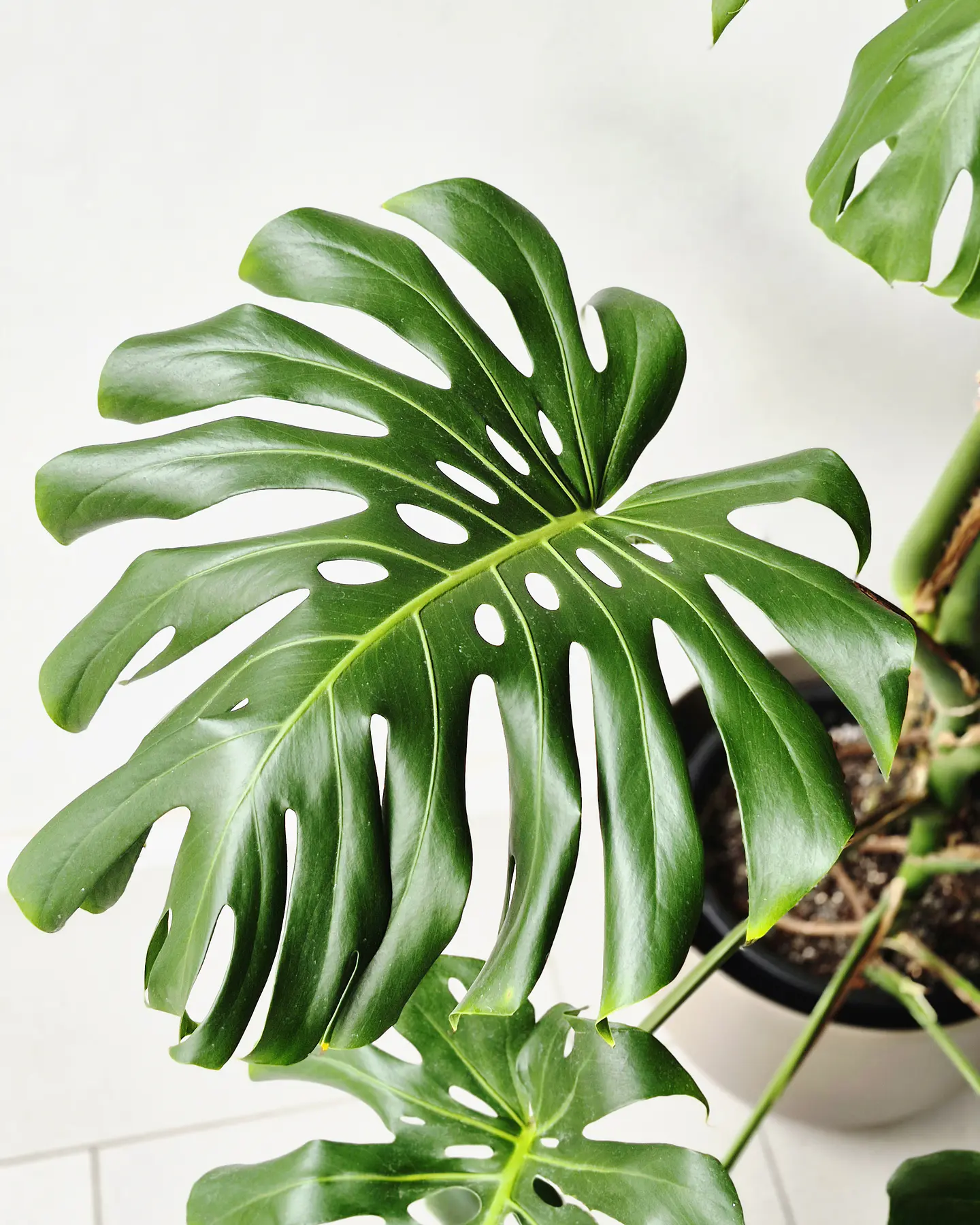 Monstera deliciosa (L) 2