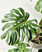 Monstera deliciosa (L) - thumbnail 2