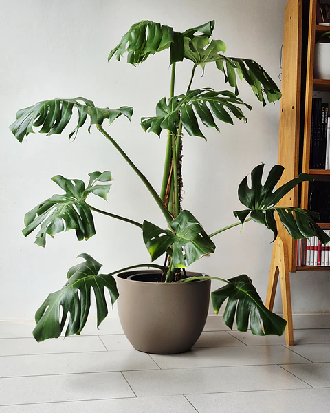 Monstera deliciosa (L)