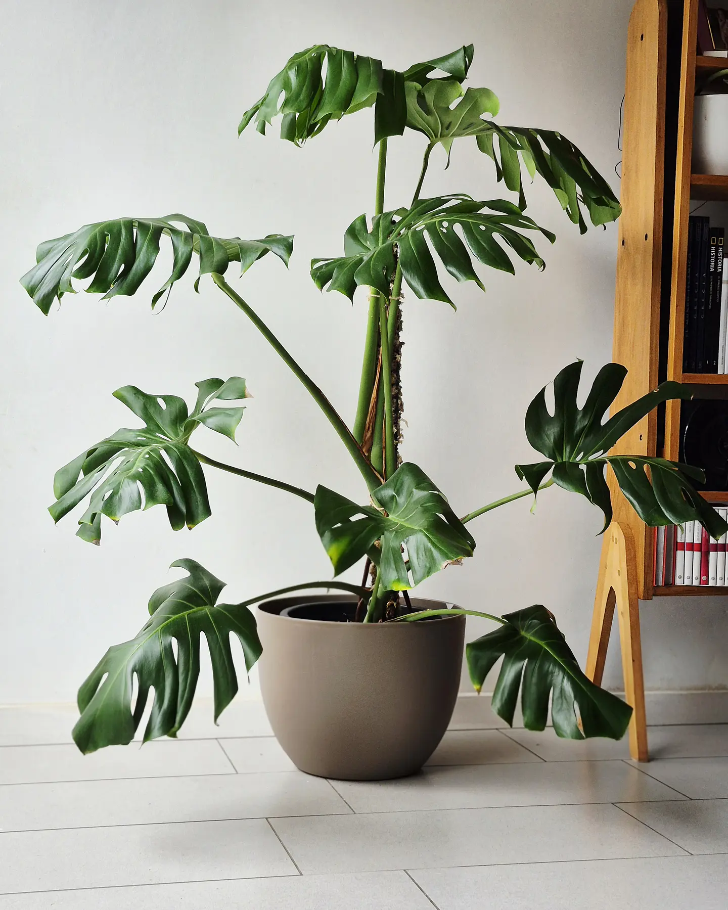 Monstera deliciosa (L) 1