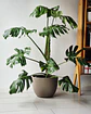 Monstera deliciosa (L) - thumbnail 1