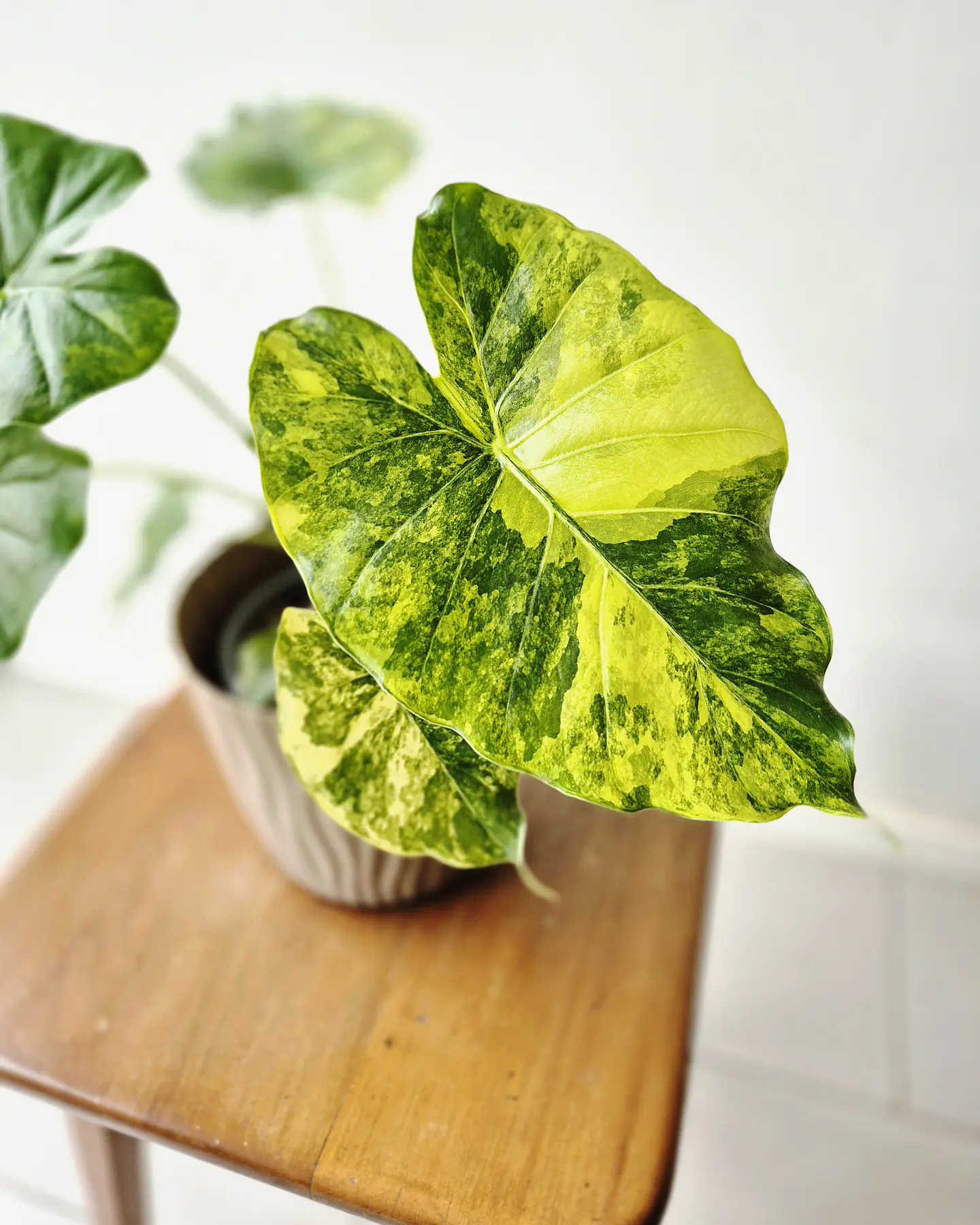 Alocasia macrorrhizos 'Yellow' (S) – Ejemplar Colección 🌿 2