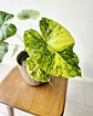 Alocasia macrorrhizos 'Yellow' (S) – Ejemplar Colección 🌿 - Miniatura 2