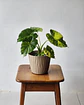 Alocasia macrorrhizos 'Yellow' (S) – Ejemplar Colección 🌿 - Miniatura 1