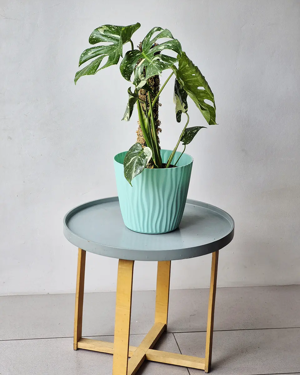 Monstera deliciosa 'Thai Constellation' (S) – Ejemplar Colección 🌿 1