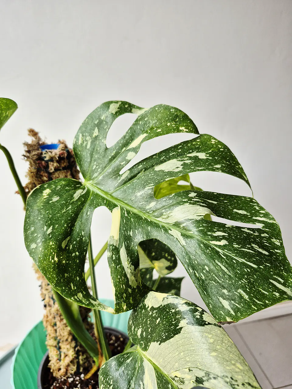 Monstera deliciosa 'Thai Constellation' (S) – Ejemplar Colección 🌿 2