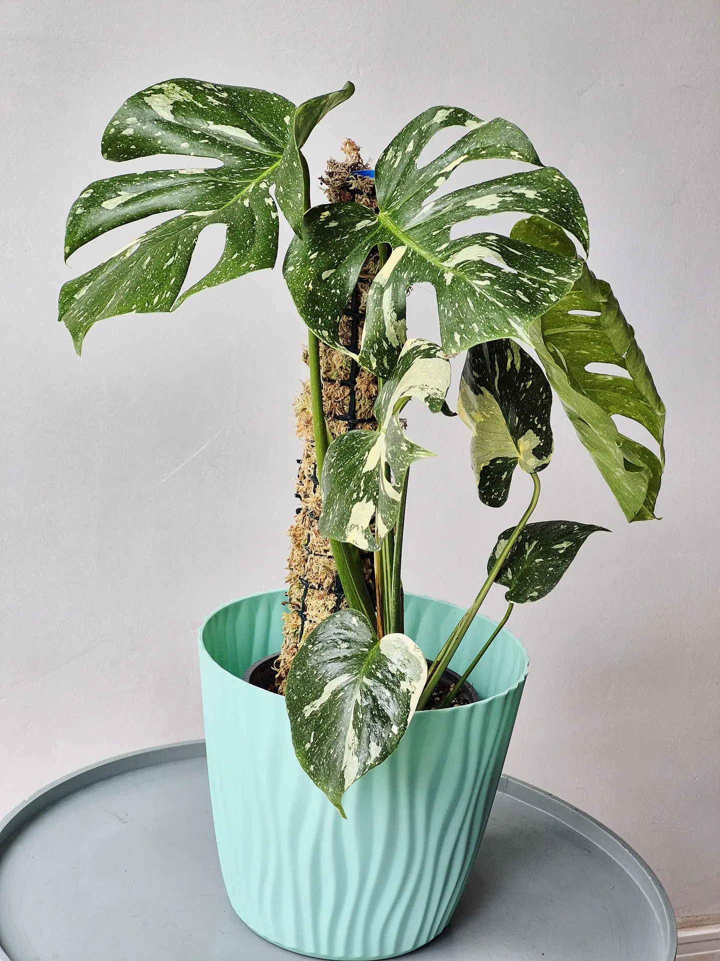 Monstera deliciosa 'Thai Constellation' (S) – Ejemplar Colección 🌿 3