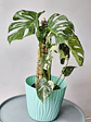 Monstera deliciosa 'Thai Constellation' (S) – Ejemplar Colección 🌿 - thumbnail 3