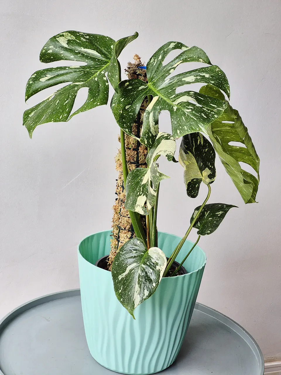 Monstera deliciosa 'Thai Constellation' (S) – Ejemplar Colección 🌿 3