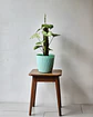 Syngonium Plateado (S) *Incluye Tutor de musgo Sphagnum - thumbnail 1