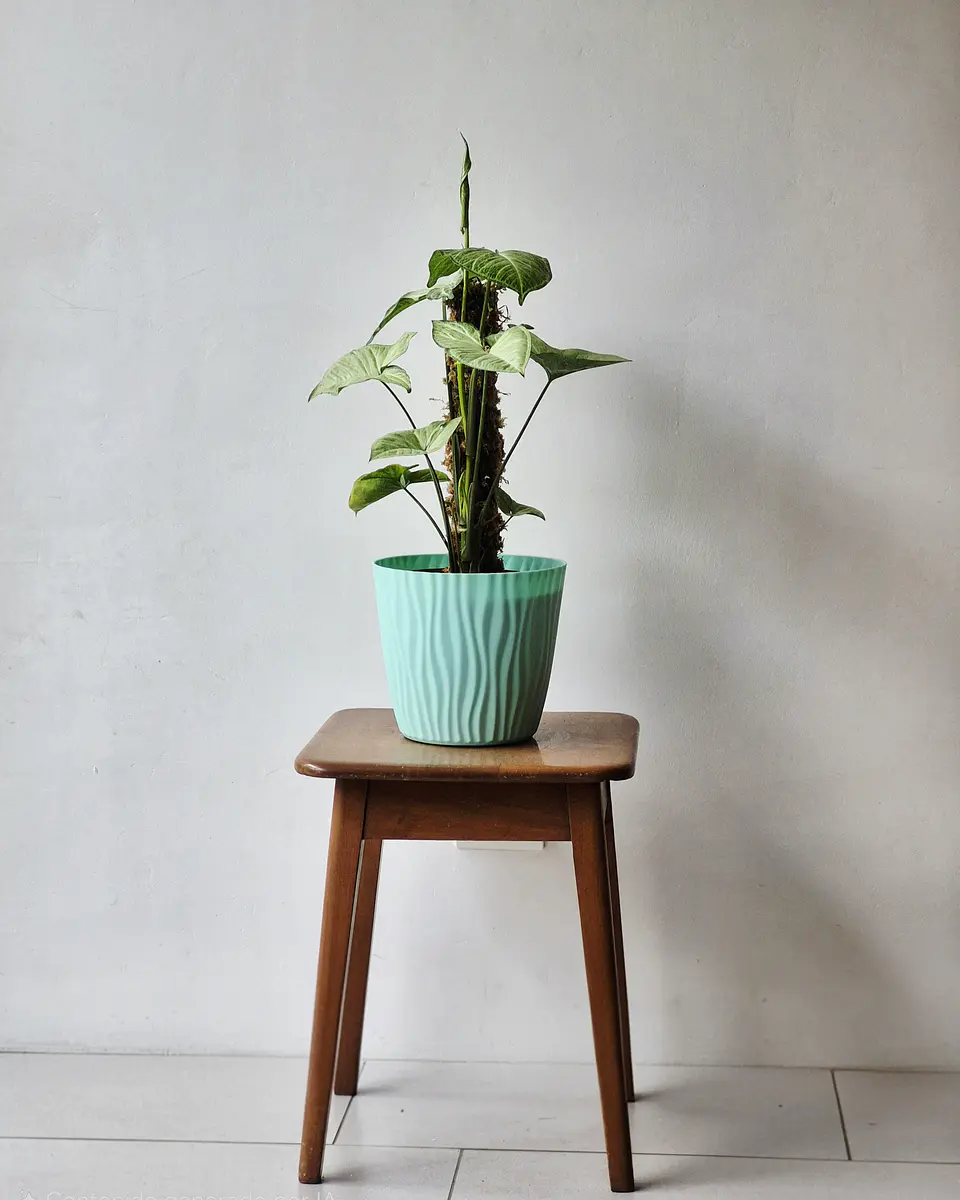 Syngonium Plateado (S) *Incluye Tutor de musgo Sphagnum 1