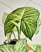 Syngonium Plateado (S) *Incluye Tutor de musgo Sphagnum - thumbnail 2