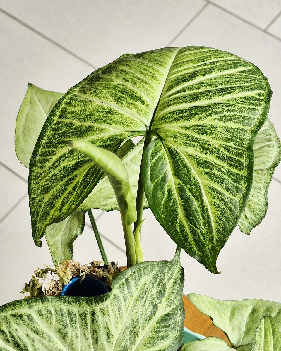 Syngonium Plateado (S) *Incluye Tutor de musgo Sphagnum 2