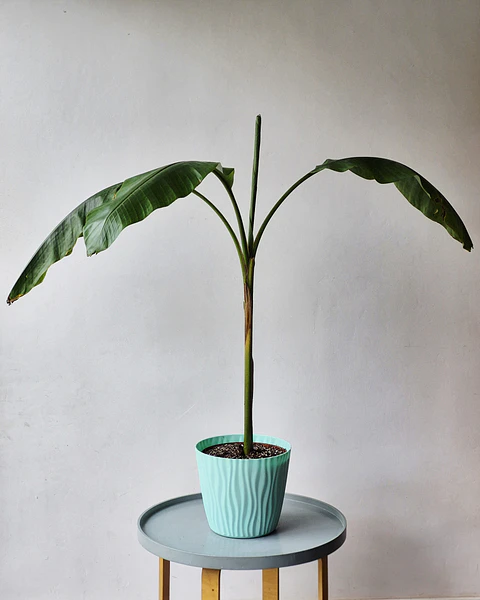 Musa velutina (M)