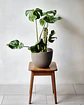 Monstera deliciosa (M) - thumbnail 1