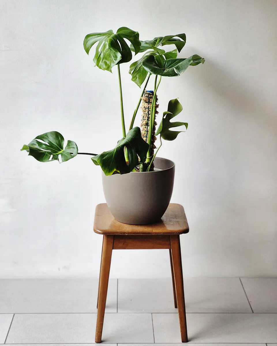 Monstera deliciosa (M) 1