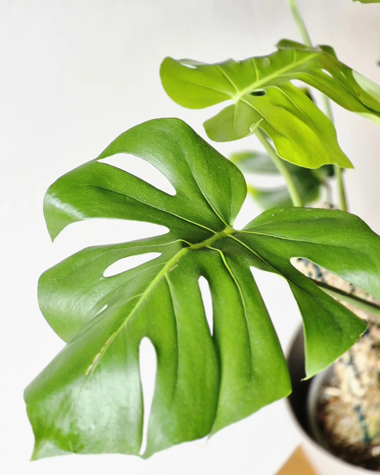 Monstera deliciosa (M) 3